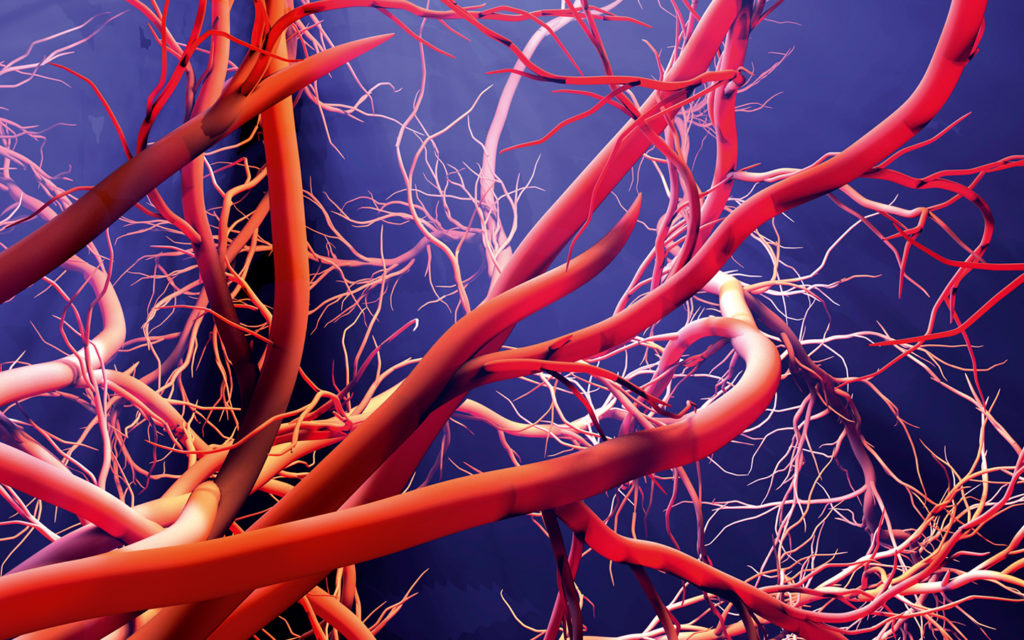 vaisseaux capillaires